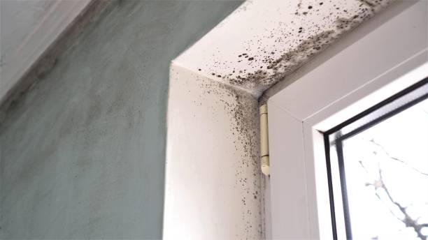 Best Mold Testing  in Silver Ridge, NJ