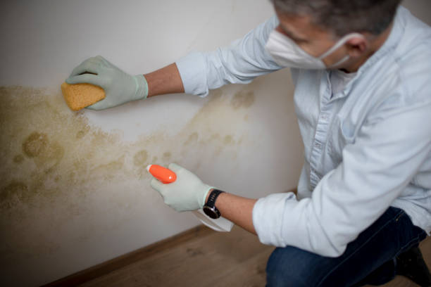  Silver Ridge, NJ Mold Removal Pros