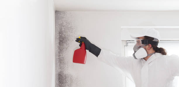 Best Emergency Mold Removal  in Silver Ridge, NJ