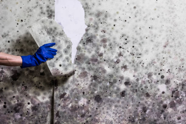 Best Professional Mold Removal  in Silver Ridge, NJ