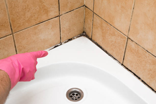 Office Mold Removal Services in Silver Ridge, NJ